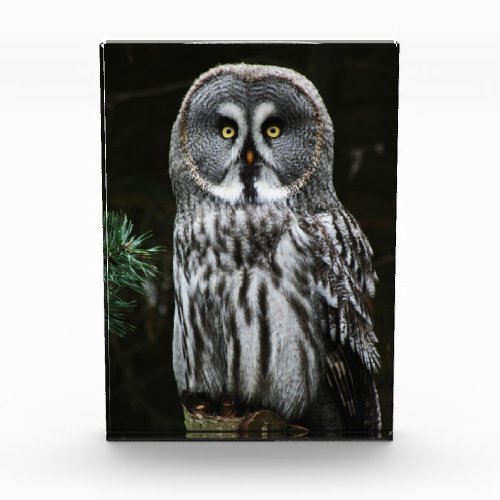 The Great Grey Owl pbcnm Photo Block