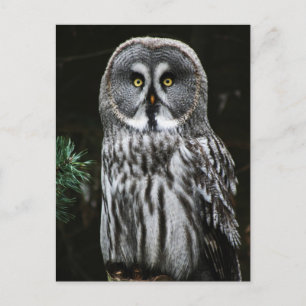 The Great Grey Owl pccna Postcard