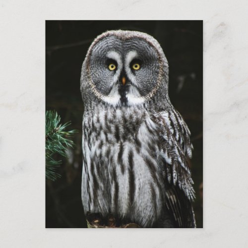 The Great Grey Owl pccnm Postcard