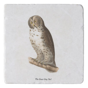 The Great Grey Owl (Strix nebulosa) NY Bird Image Trivet