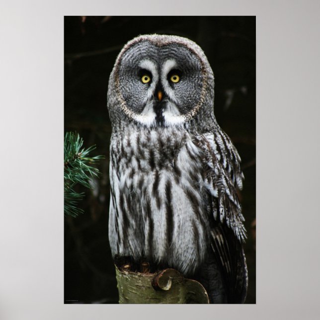 The Great Grey Owl wapa Poster (Front)