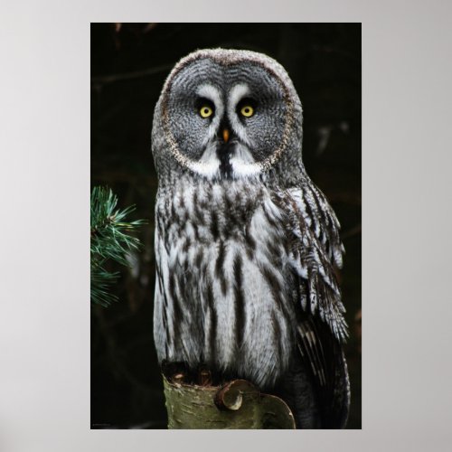 The Great Grey Owl wapcnm Poster