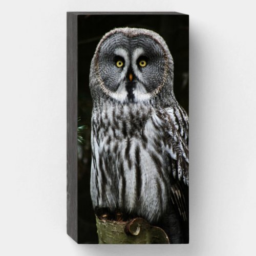 The Great Grey Owl wbs8x4cn Wooden Box Sign