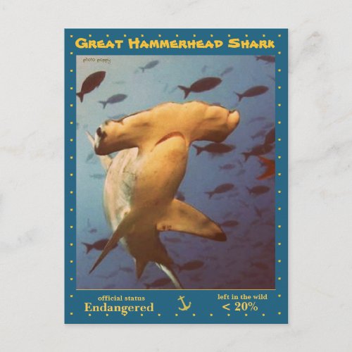 The Great Hammerhead Shark is endangered a _ Postcard