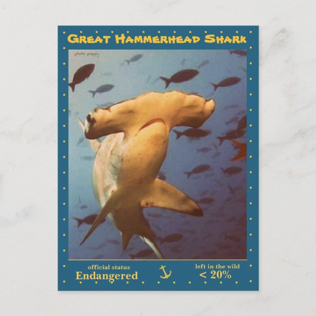 The Great Hammerhead Shark is endangered, a - Postcard (Front)