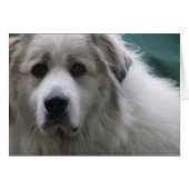 The Great Pyrenees, Gentle Giant (Front Horizontal)