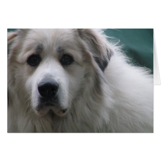The Great Pyrenees, Gentle Giant Cards (Front Horizontal)