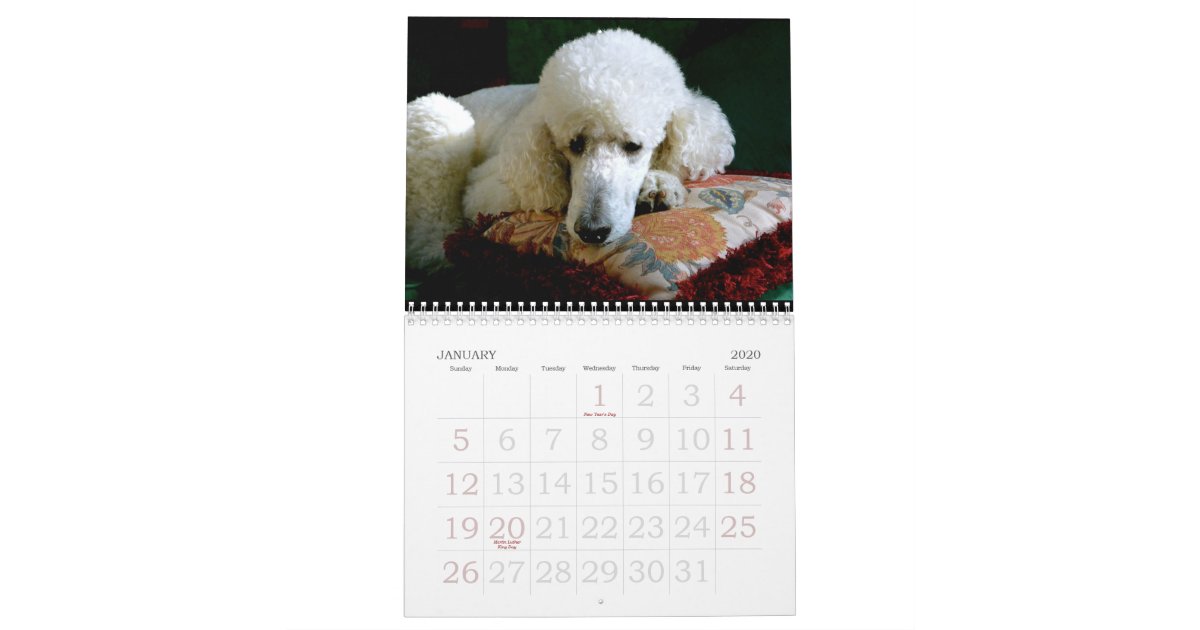 The Great Standard Poodle Calendar 2015