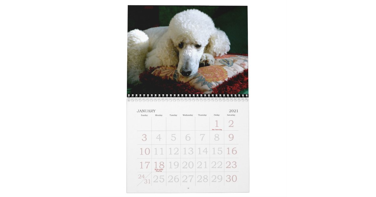 The Great Standard Poodle Calendar 2015 Zazzle Com