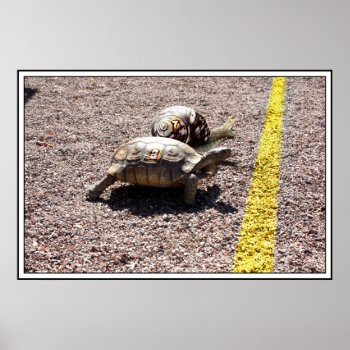 The Great Turtle & Snail Race Poster by gravityx9 at Zazzle