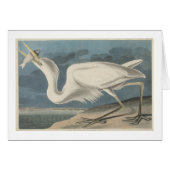 The Great White Heron (Front Horizontal)