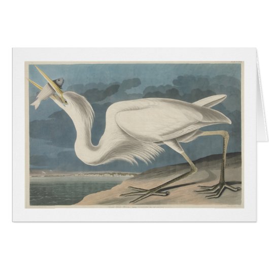 The Great White Heron (Front Horizontal)