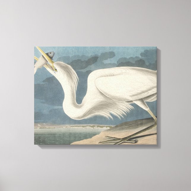 The Great White Heron Canvas Print (Front)