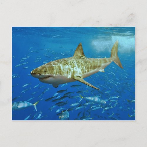 The Great White Shark Carcharodon Carcharias Postcard