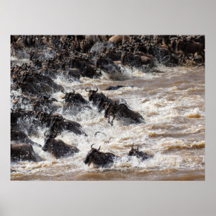 The Great Wildebeest Crossing – Mara River Safari Poster