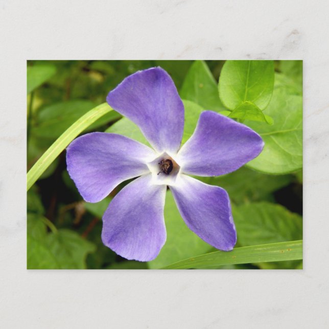 The Greater Periwinkle Postcard (Front)