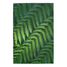 The green fern leaves