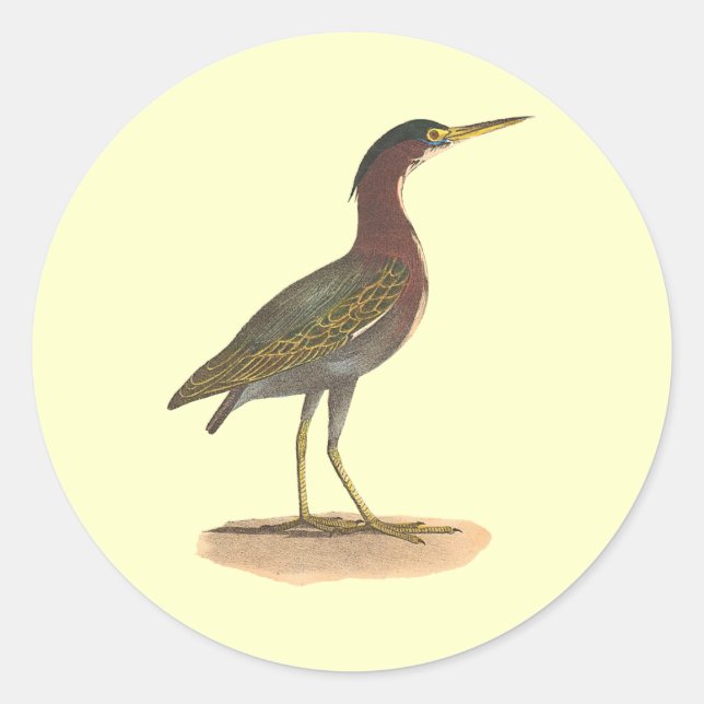 The Green Heron, or Poke (Ardea virescens) Classic Round Sticker (Front)