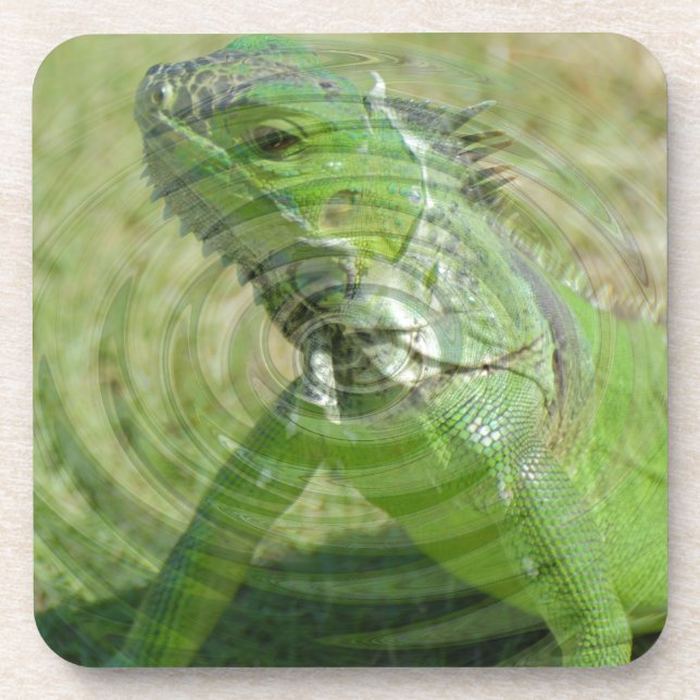 The Green Iguana Beverage Coaster (Front)