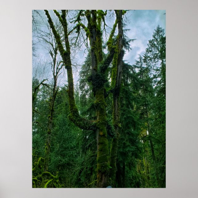 The Green in the Trees Poster (Front)