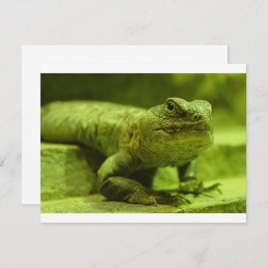 The Green Lizard (Front/Back)