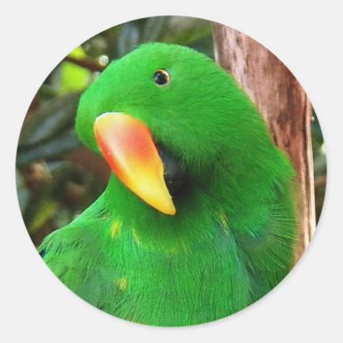 The Green Orator Eclectus Parrot Classic Round Sticker