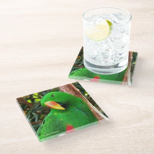 The Green Orator Eclectus Parrot Glass Coaster