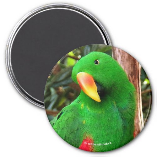 The Green Orator Eclectus Parrot Magnet