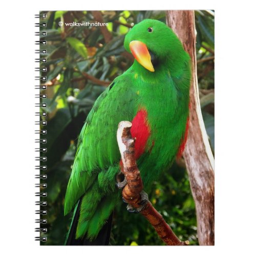 The Green Orator Eclectus Parrot Notebook