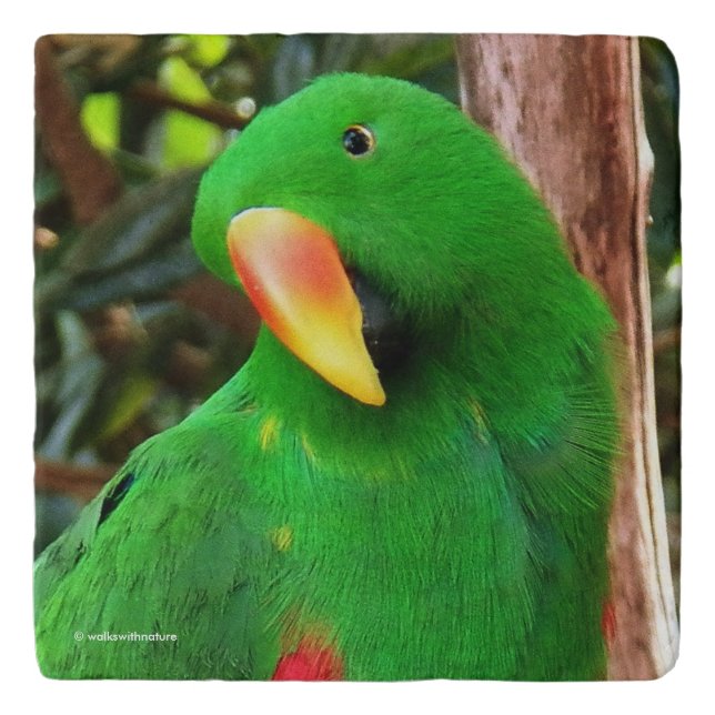 "The Green Orator" Eclectus Parrot Trivet (Front)