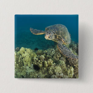 The Green Sea Turtle, (Chelonia mydas), is the 2 Pinback Button