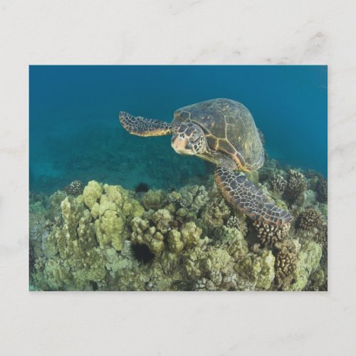 The Green Sea Turtle Chelonia mydas is the 2 Postcard