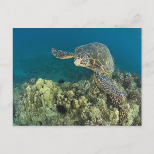 The Green Sea Turtle, (Chelonia mydas), is the 2 Postcard