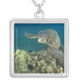 The Green Sea Turtle, (Chelonia mydas), is the 2 Silver Plated Necklace