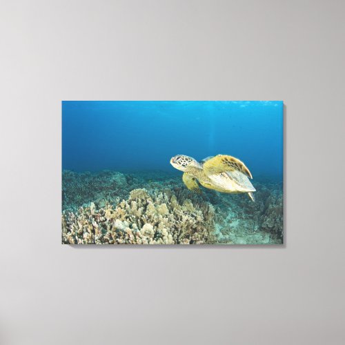 The Green Sea Turtle Chelonia mydas is the 3 Canvas Print