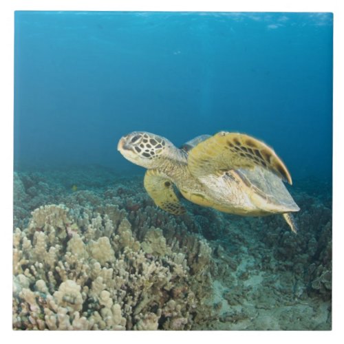 The Green Sea Turtle Chelonia mydas is the 3 Ceramic Tile