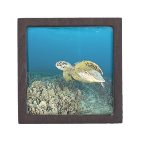 The Green Sea Turtle Chelonia mydas is the 3 Jewelry Box
