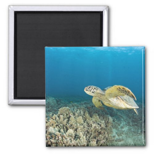 The Green Sea Turtle Chelonia mydas is the 3 Magnet