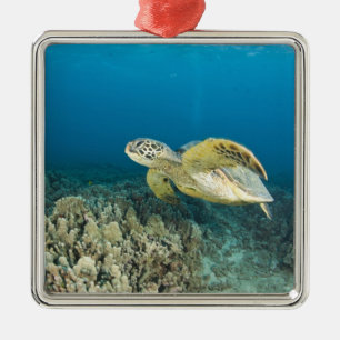 The Green Sea Turtle, (Chelonia mydas), is the 3 Metal Ornament