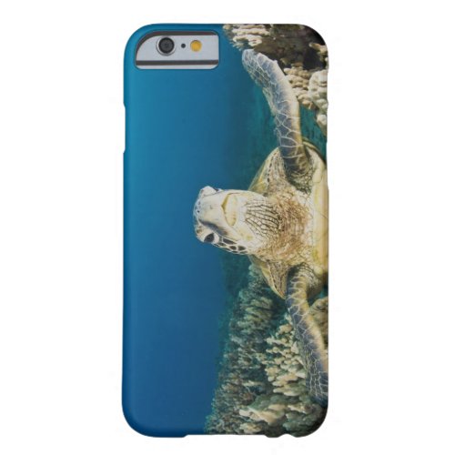 The Green Sea Turtle Chelonia mydas is the Barely There iPhone 6 Case