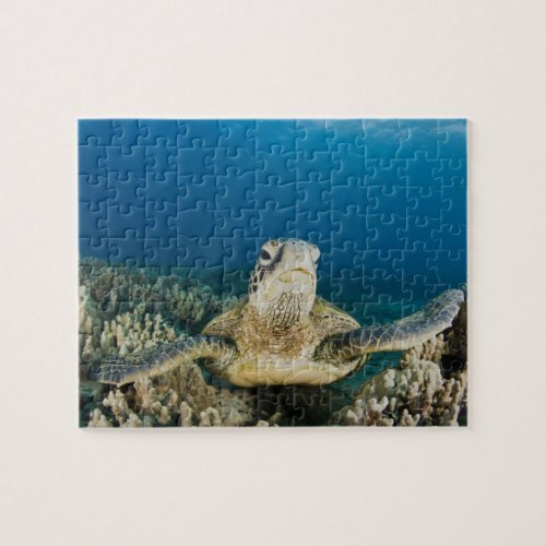 The Green Sea Turtle Chelonia mydas is the Jigsaw Puzzle