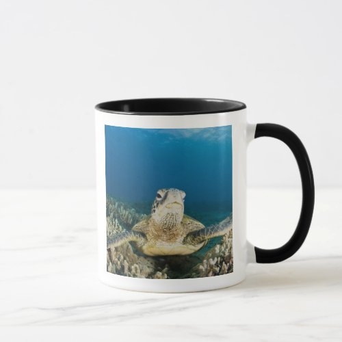 The Green Sea Turtle Chelonia mydas is the Mug