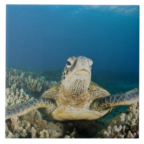 The Green Sea Turtle Chelonia mydas is the Tile