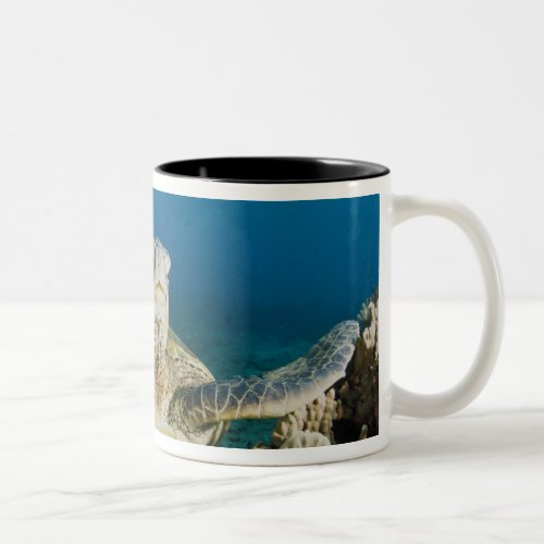 The Green Sea Turtle Chelonia mydas is the Two_Tone Coffee Mug