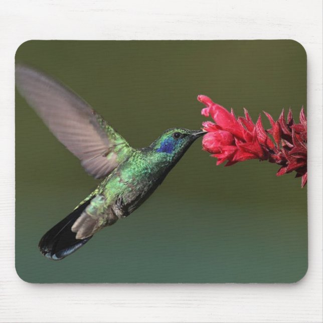 The Green Violetear Mouse Pad (Front)