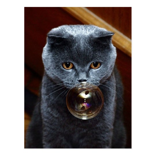 The Grey Cat British Breed With Large Yellow Eyes Postcard