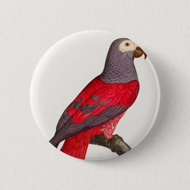 The Grey Red Parrot, Psittacus erithacus Button (Front)