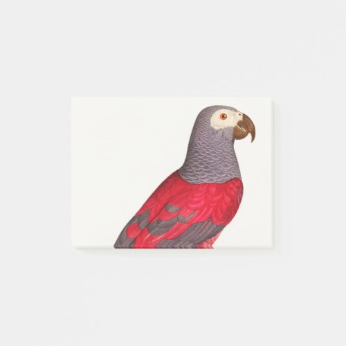The Grey Red Parrot Psittacus erithacus Post_it Notes
