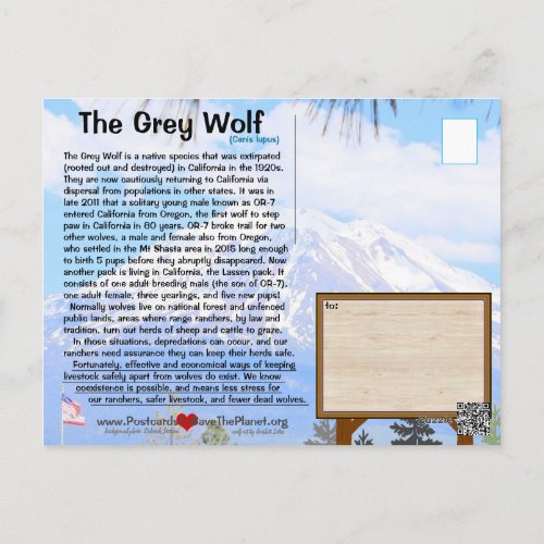 The Grey Wolf is endangered FEBhh wo ontop Postcard