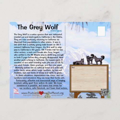 The Grey Wolf is endangered in California _Feb25h Postcard